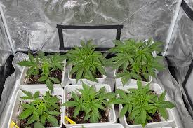 Understanding the Legal Landscape of Weed Seeds Ohio