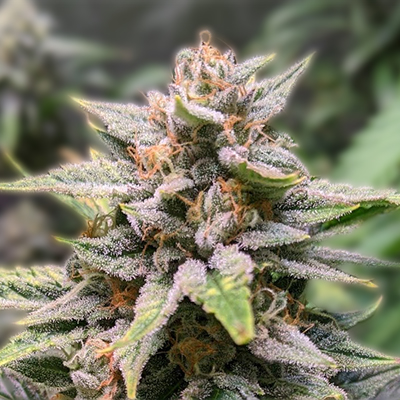 Understanding the Legal Landscape of Weed Seeds Ohio